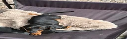 Miniature Dachshund dogs for sale: Dachshund miniature pup - Advert 4