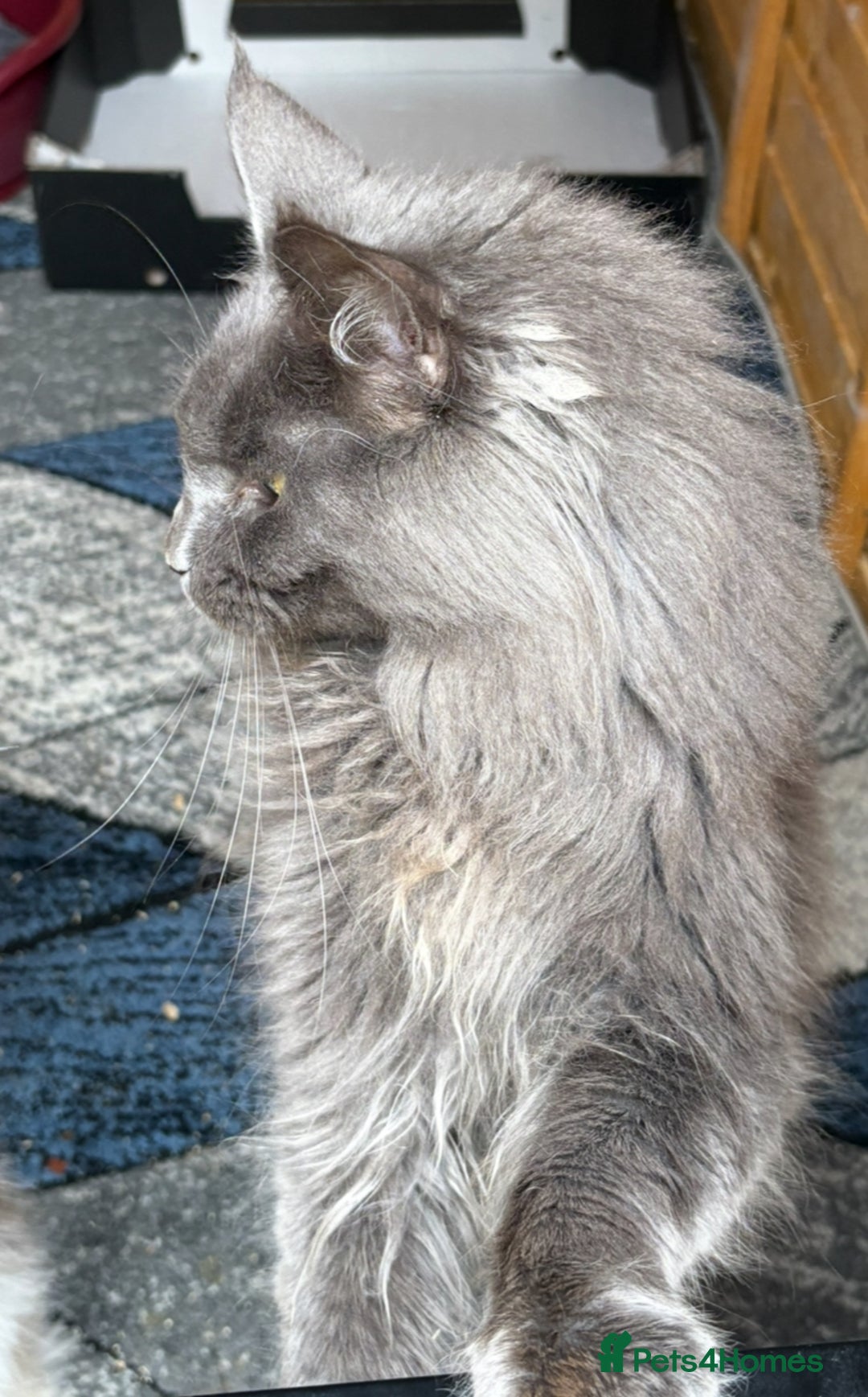 Maine Coon cats for sale: Beautiful unneutered solid blue male - Advert 2