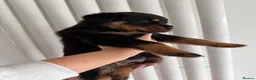 Rottweiler dogs for sale: Beautiful German bloodline Rottweiler puppies - Advert 30