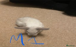 Mixed Breed rabbits for sale: Baby rabbits  - Image 14