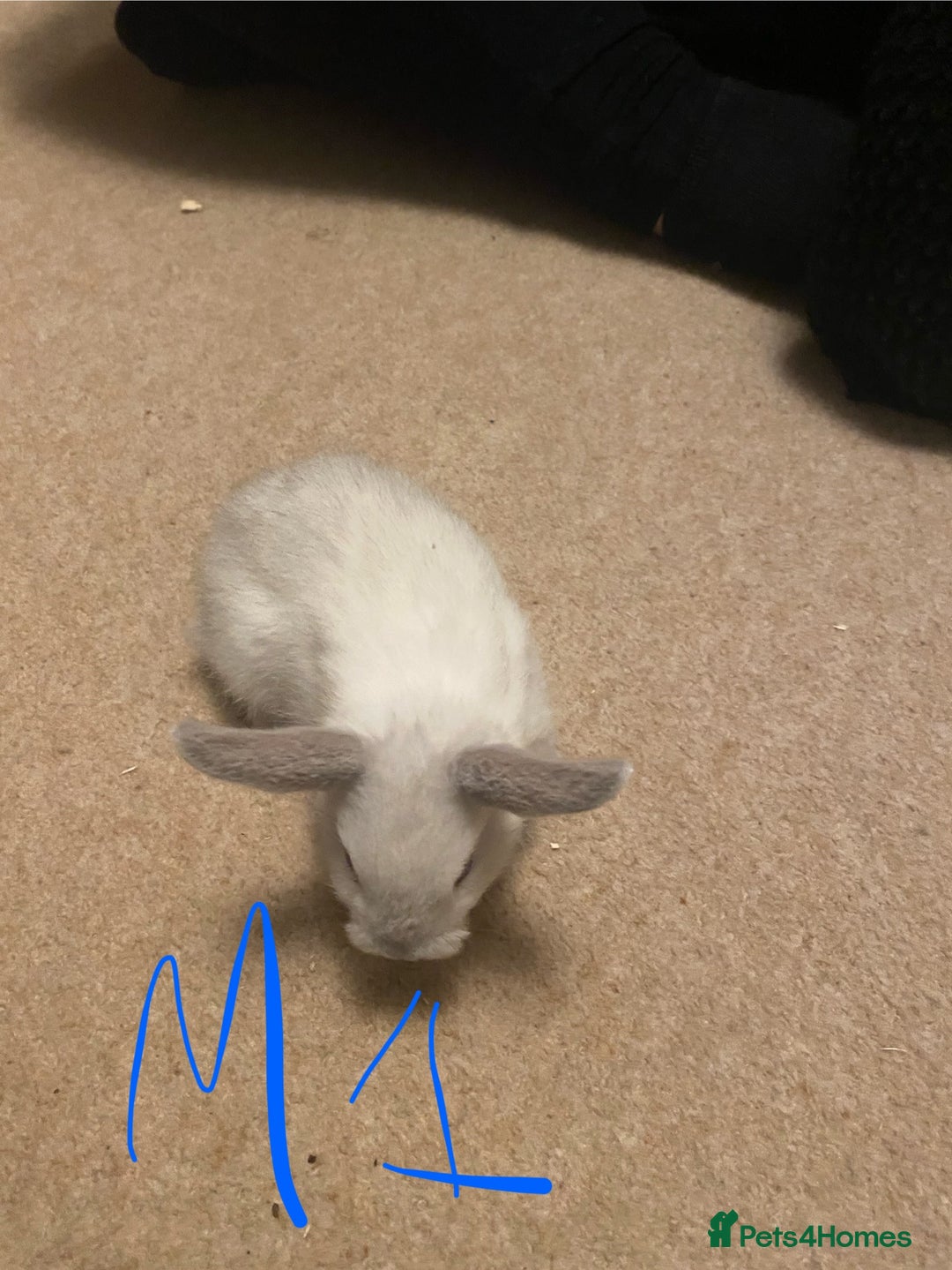 Mixed Breed rabbits for sale: Baby rabbits  - Image 14