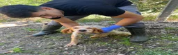 English Setter dogs for adoption: Nacho in Tonypandy - Advert 10
