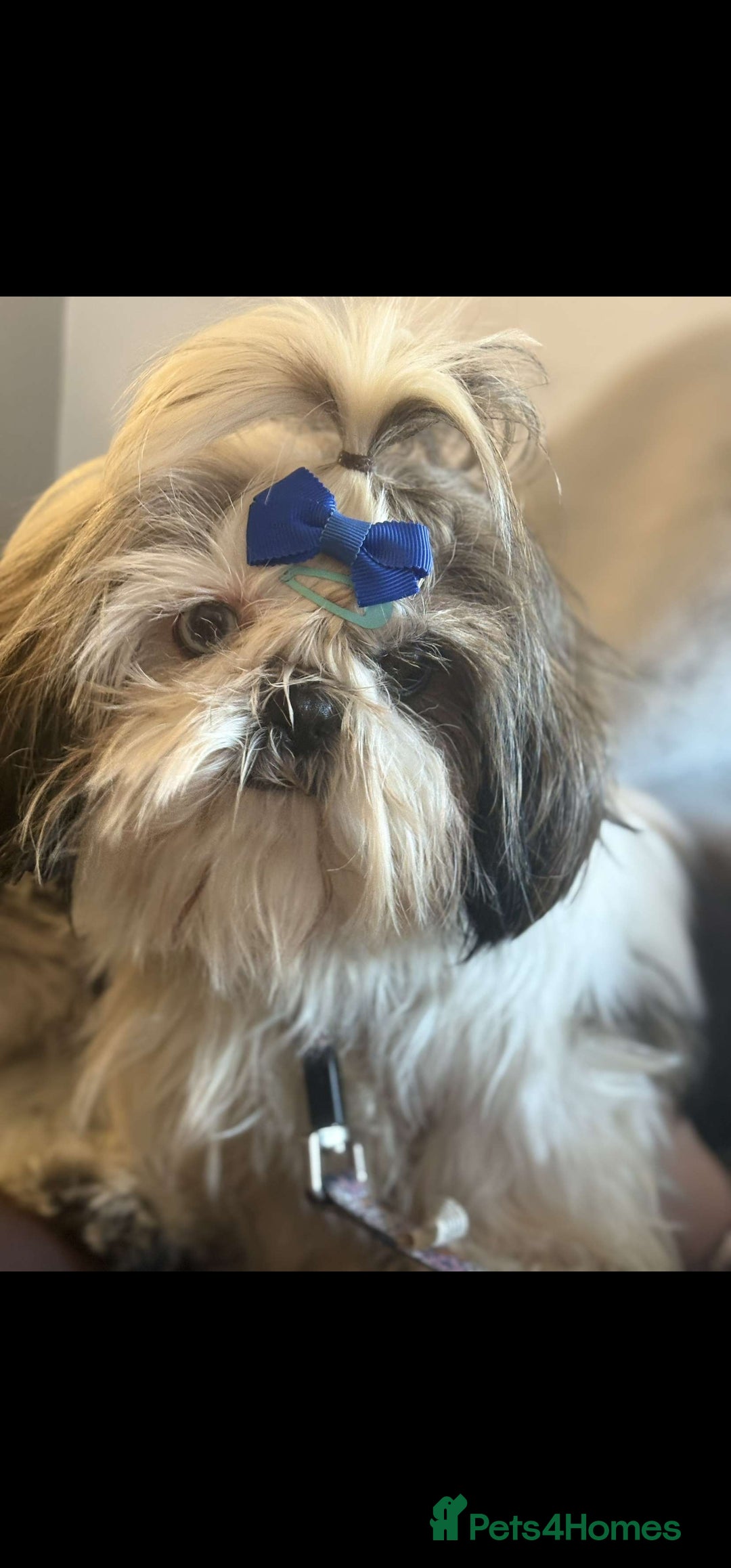 Shihpoo dogs for sale: 3 Hypoallergenic Shihpoo Boys - Advert 2