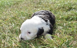 Old English Sheepdog dogs for sale: Stunning Old English Sheepdog Puppies KC Reg - Image 18