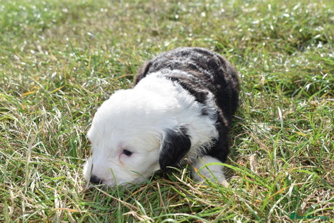 Old English Sheepdog dogs for sale: Stunning Old English Sheepdog Puppies KC Reg - Image 18