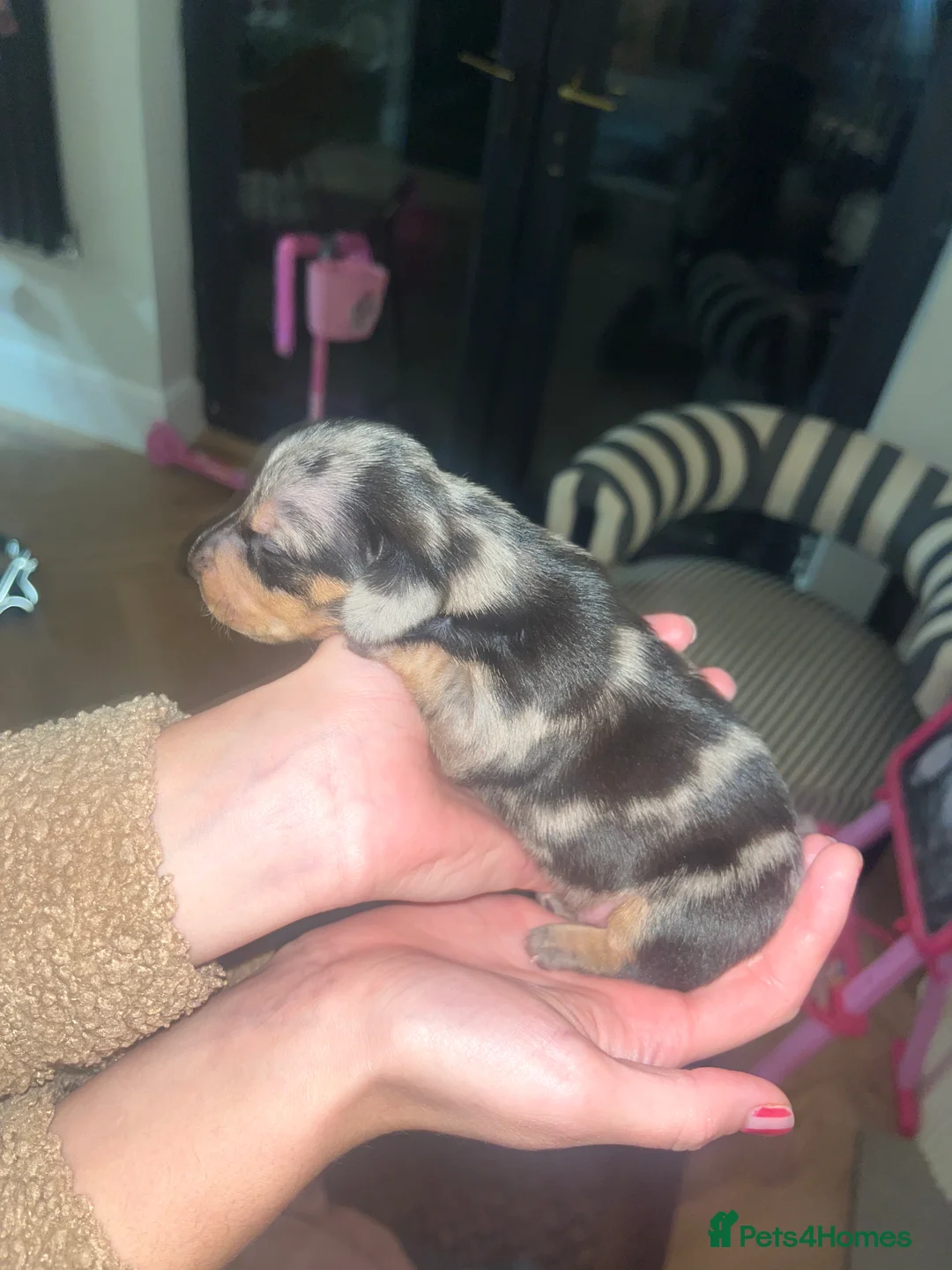 Dachshund dogs for sale: Dacshund Puppies - Advert 10