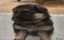 German Shepherd dogs for sale: German shepard puppies  - Image 7