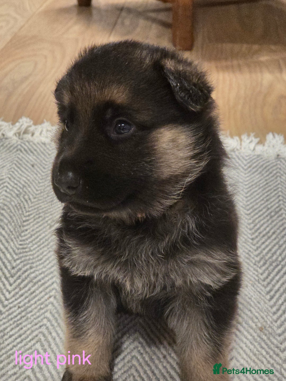 German Shepherd dogs for sale: German shepard puppies  - Image 7