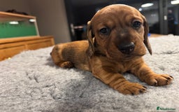 Dachshund dogs for sale: Short backed wire-haired dachshunds - Image 13