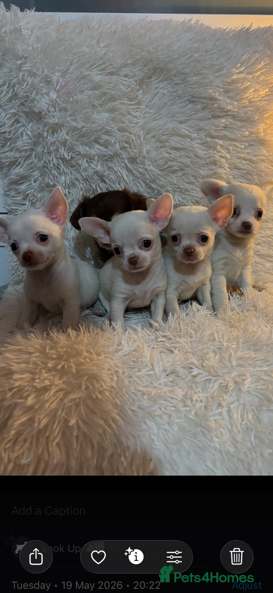 Chihuahua dogs Chihuahua puppy’s ( ready now) - Advert 9
