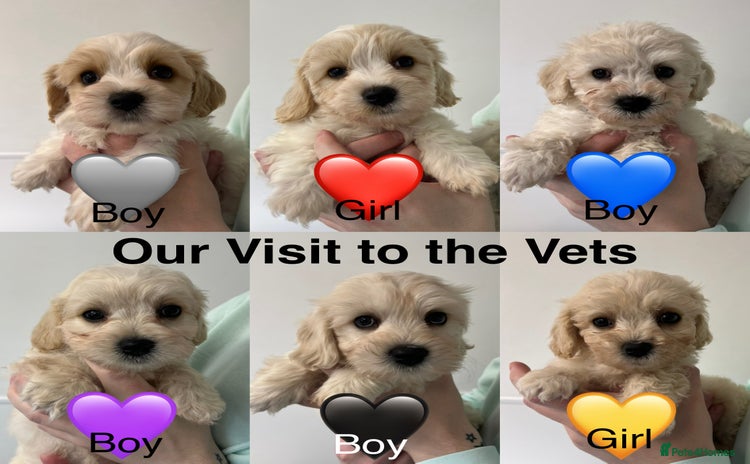Cavachon dogs - Advert 1