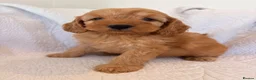 Cockapoo dogs for sale: LICENSED BREEDER QUALITY COCKAPOO PUPPIES  - Advert 12