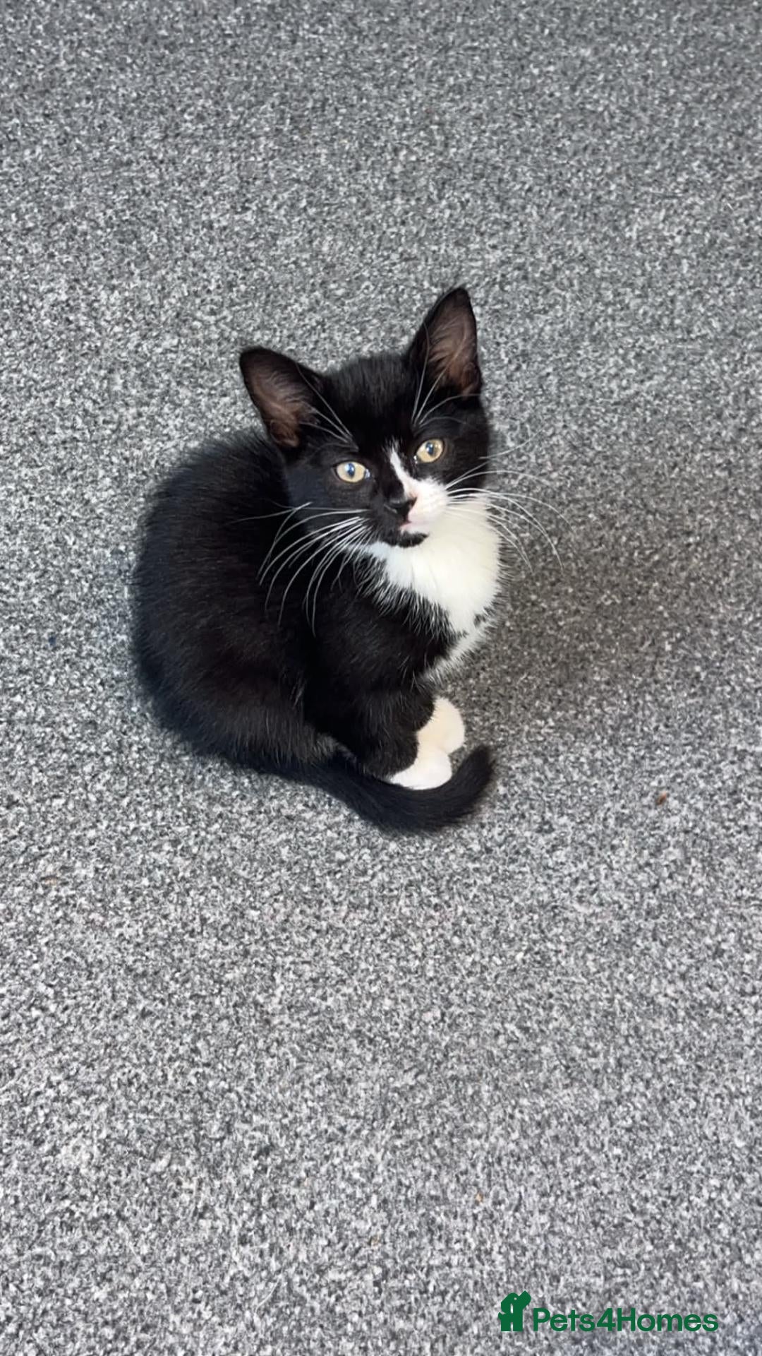 Mixed Breed cats Kitten  - Advert 14
