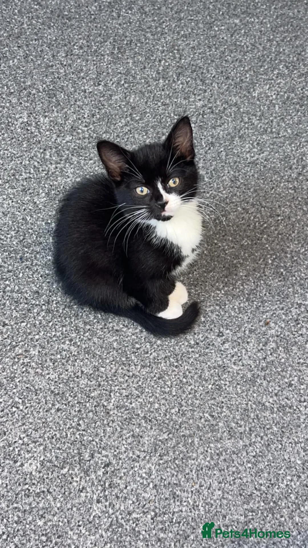 Mixed Breed cats for sale: Kitten  in Stoke-on-Trent - Advert 1