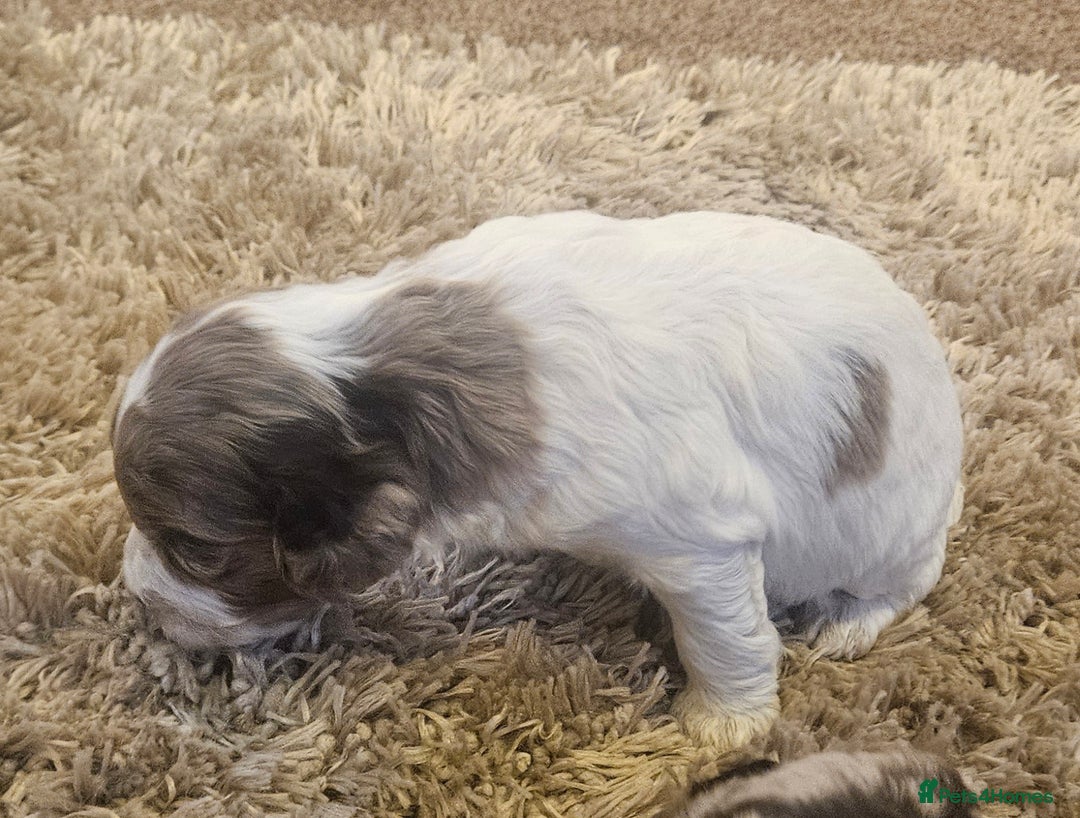 Cockapoo dogs for sale: Beautiful/healthy F1 cockapoo’s.3 girls🩷3 boys🩵 - Image 18