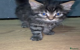 Mixed Breed cats for sale: 2 kittens for sale - Image 8