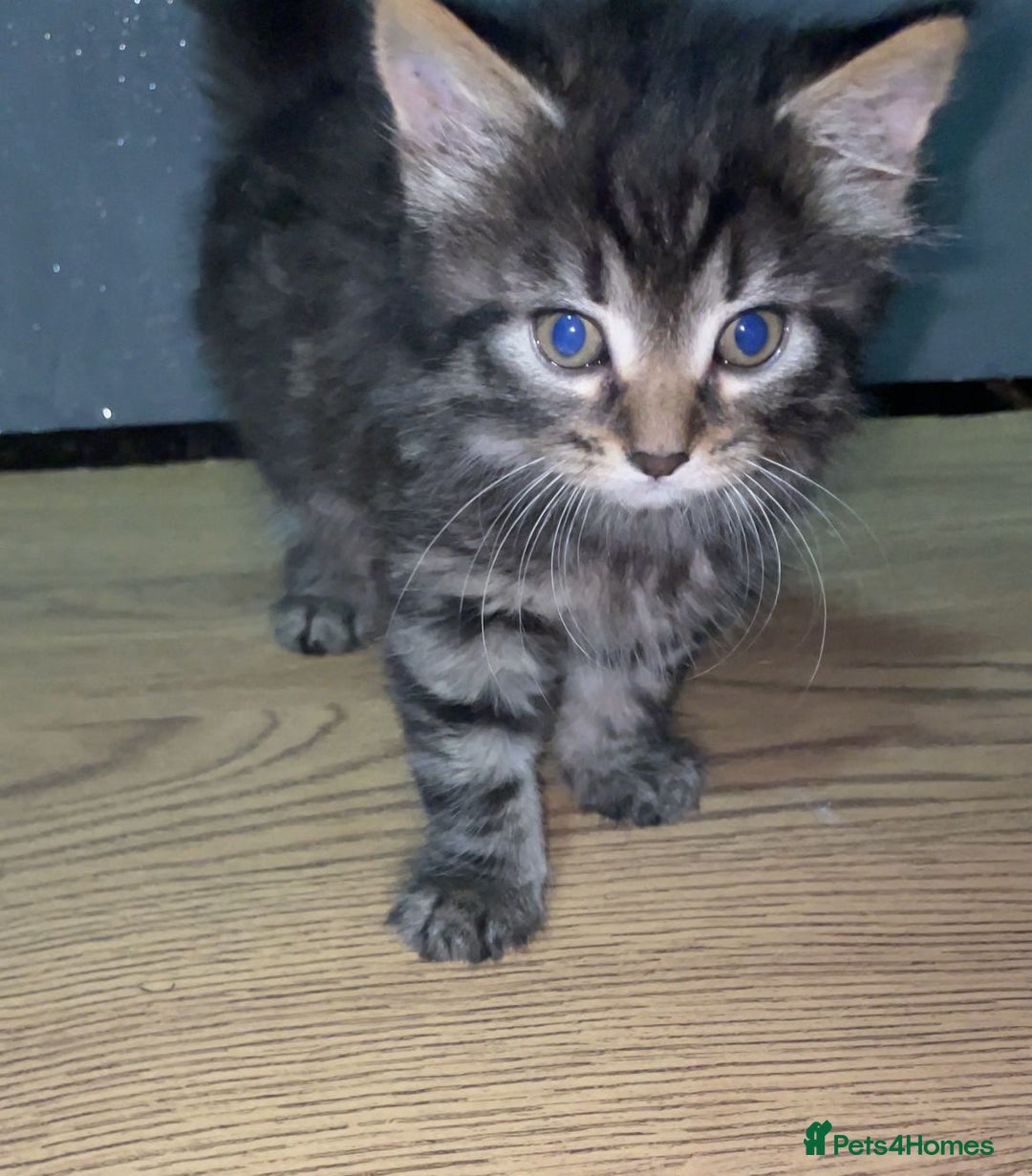 Mixed Breed cats for sale: 2 kittens for sale - Image 8