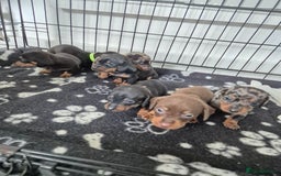 Miniature Dachshund dogs for sale: ❤️ 🐕 Miniature Dachshunds  - Image 5