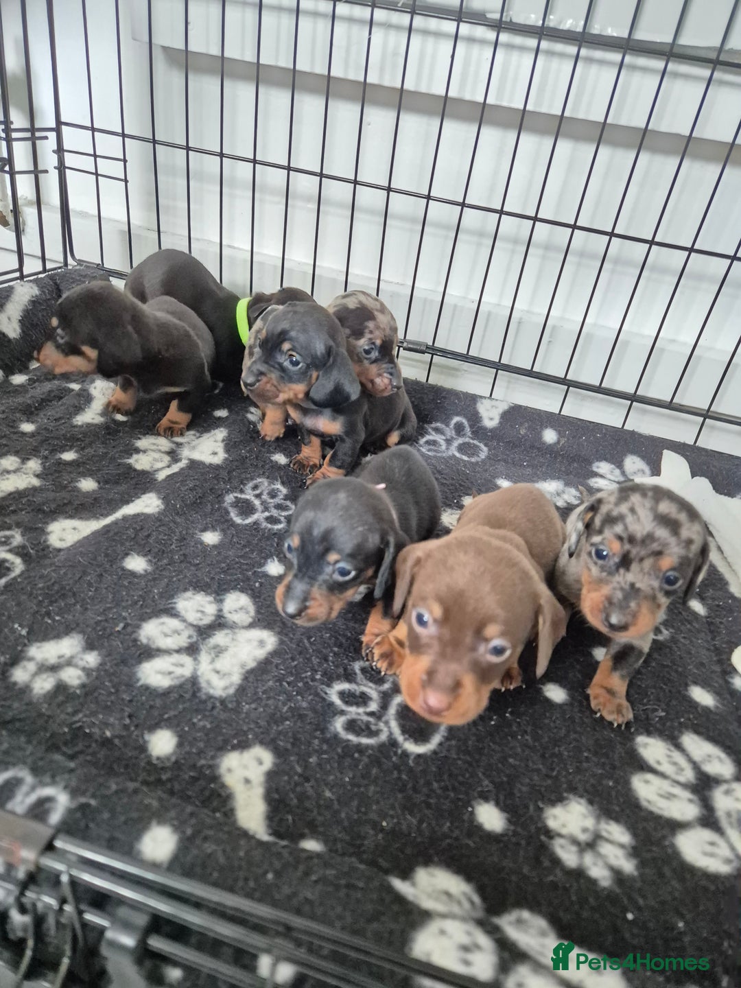 Miniature Dachshund dogs for sale: ❤️ 🐕 Miniature Dachshunds  - Image 5