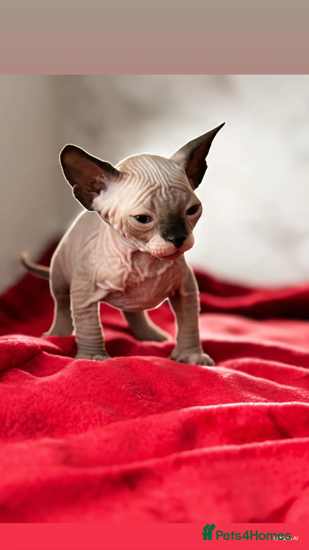 Sphynx cats for sale: Canadian sphynx kittens  - Advert 1