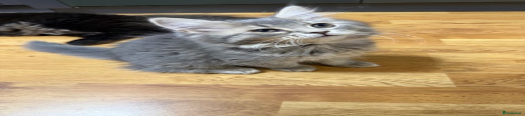 Persian Grey kitten - Girl - Brown collar