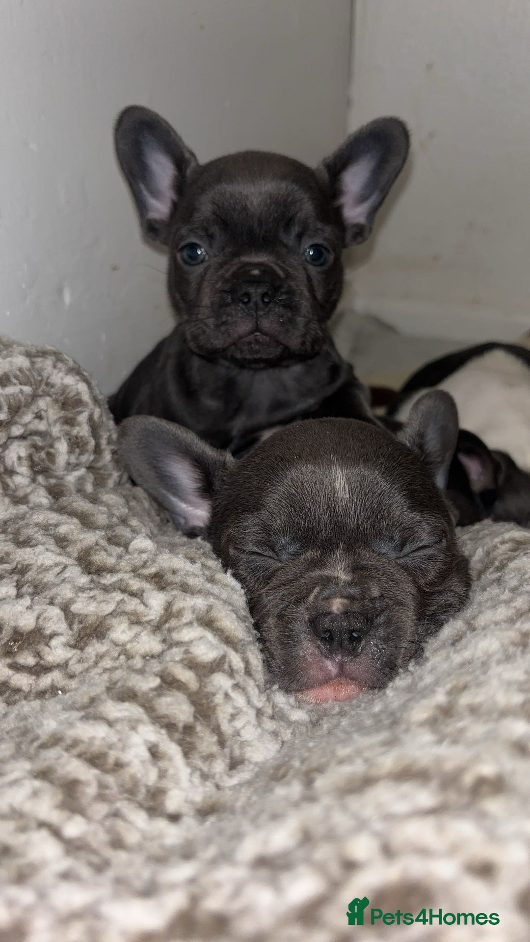French Bulldog dogs for sale: French bulldog - Advert 1