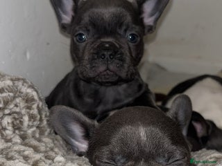 French Bulldog dogs French bulldog - Advert 5