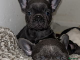 French Bulldog dogs French bulldog - Advert 5