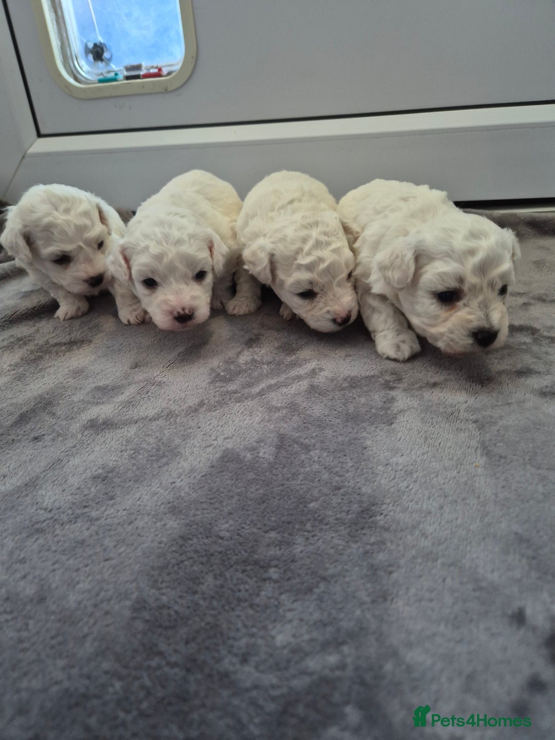 Bichon Frise dogs for sale: Pure White Bishon Frise - Advert 2