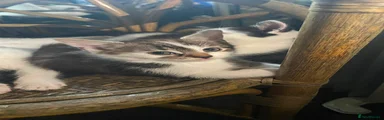 American Shorthair 2