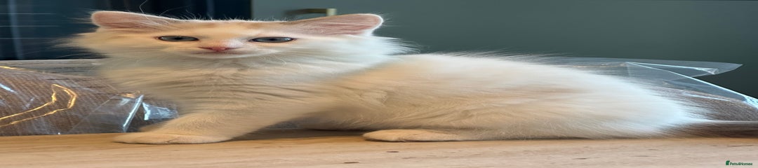 Ragdoll Kitten 1