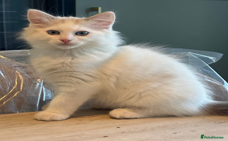 Ragdoll cats - Advert 1