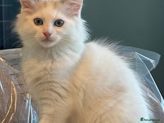 Ragdoll cats - Advert 9