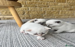 British Shorthair cats for sale: PEDIGREE BRITISH SHORTHAIR KITTENS COLOURPOINT - Image 10