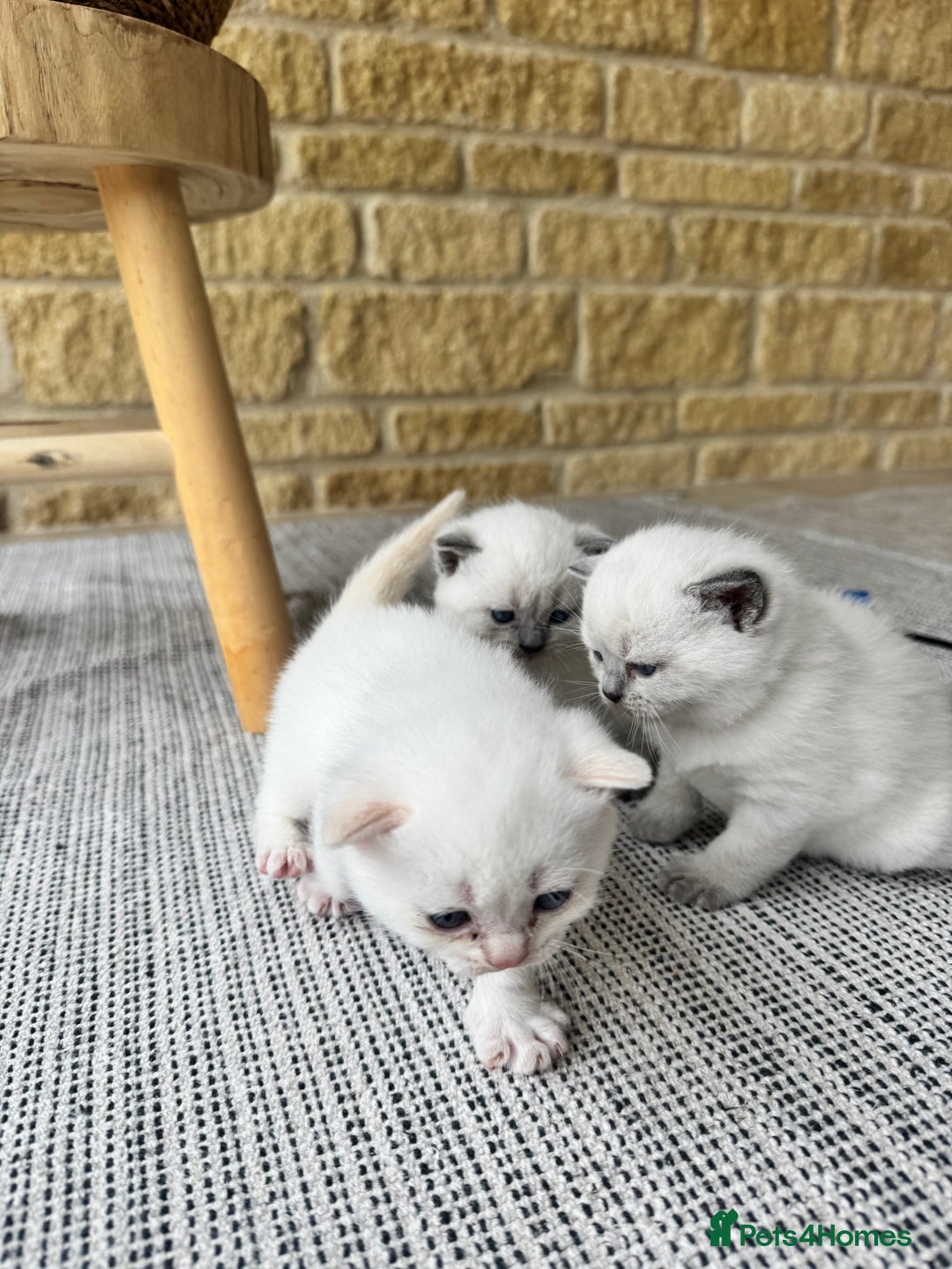 British Shorthair cats for sale: PEDIGREE BRITISH SHORTHAIR KITTENS COLOURPOINT - Image 10