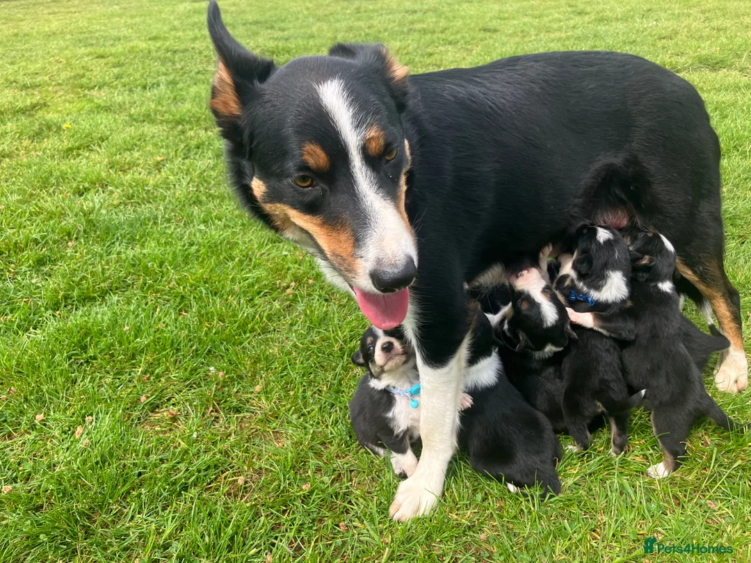 Border Collie dogs for sale:  10 Beautiful tri colour border collie puppies in Exeter - Advert 23