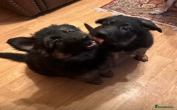 German Shepherd dogs for sale: German Shepherd Pups For Sale - Advert 1