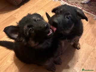 German Shepherd dogs for sale: German Shepherd Pups For Sale - Advert 1