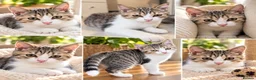 British Longhair cats for sale: British Shorthair & Longhair Kittens - Advert 6