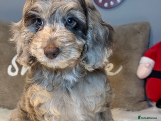 Cockapoo dogs Choc Merle F1 Cockapoo girl fully vaccinated - Advert 1