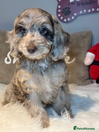 Cockapoo dogs Choc Merle F1 Cockapoo girl fully vaccinated - Advert 3