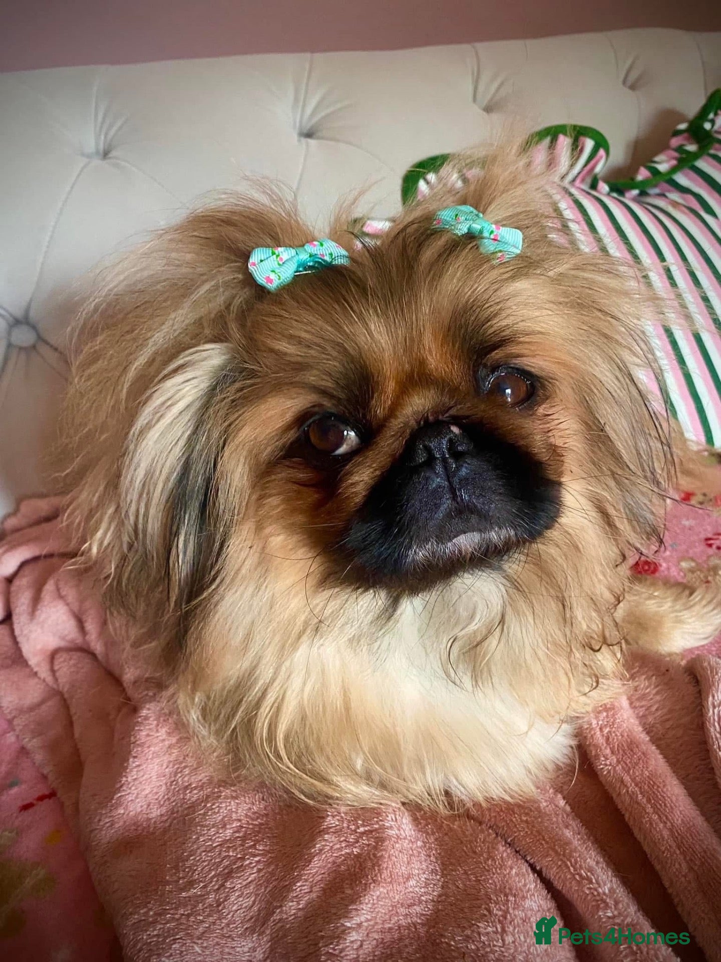 Pekingese dogs Stunning Pekingese puppies  - Advert 2