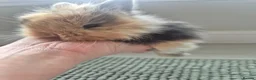 Mixed Breed rabbits for sale: Baby Harlequin Lionhead rabbits  - Advert 11