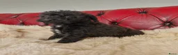 Schnoodle dogs for sale: SCRUMPTOUS BUNDLES OF FLUFF - Advert 4