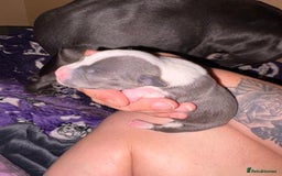 Staffordshire Bull Terrier dogs for sale: Blue staffordshire bull terrier puppies  - Image 8
