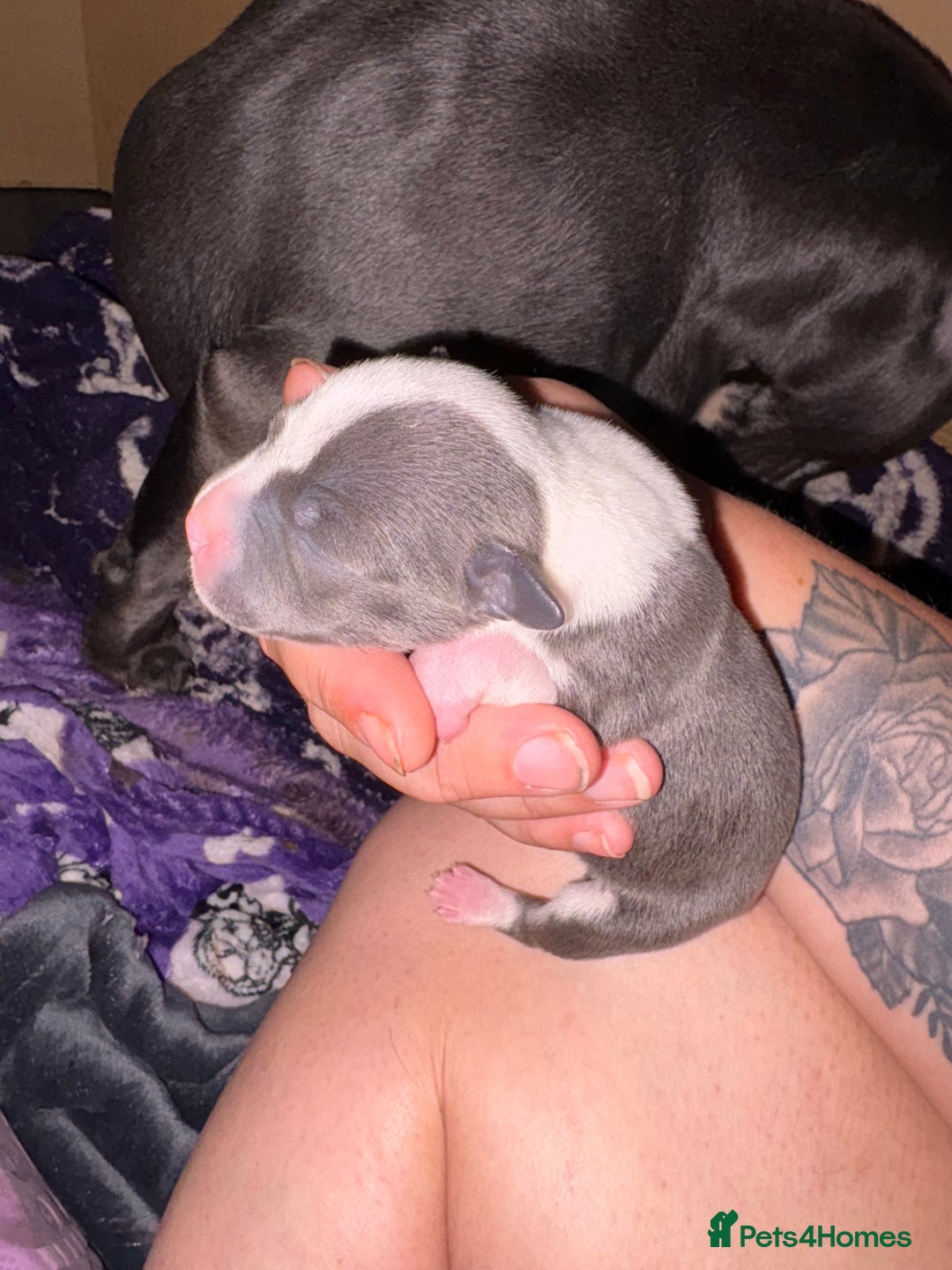 Staffordshire Bull Terrier dogs for sale: Blue staffordshire bull terrier puppies  - Image 8