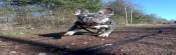 French Bulldog dogs for sale: 4 year old KC Reg French bulldog  - Advert 8