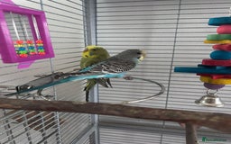 Budgerigars birds for sale: 2 Male Budgies & all accessories  - Image 2