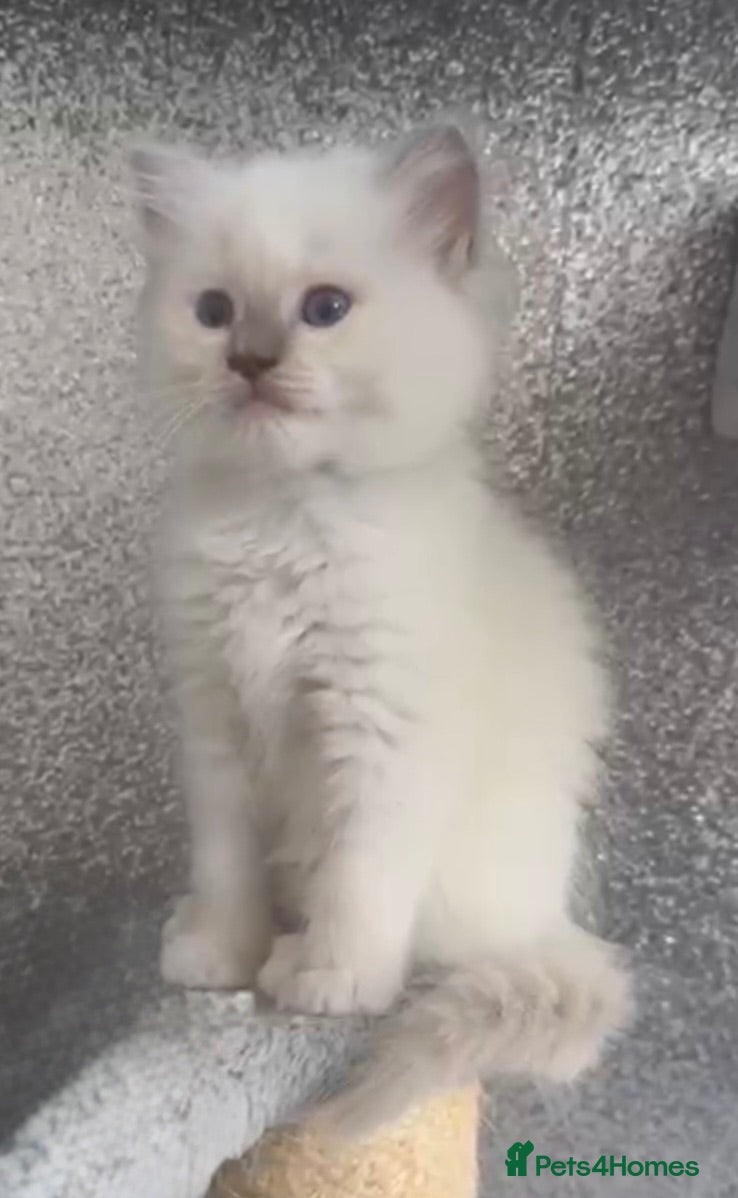 Ragdoll cats Pedigree boys and girls  - Advert 1