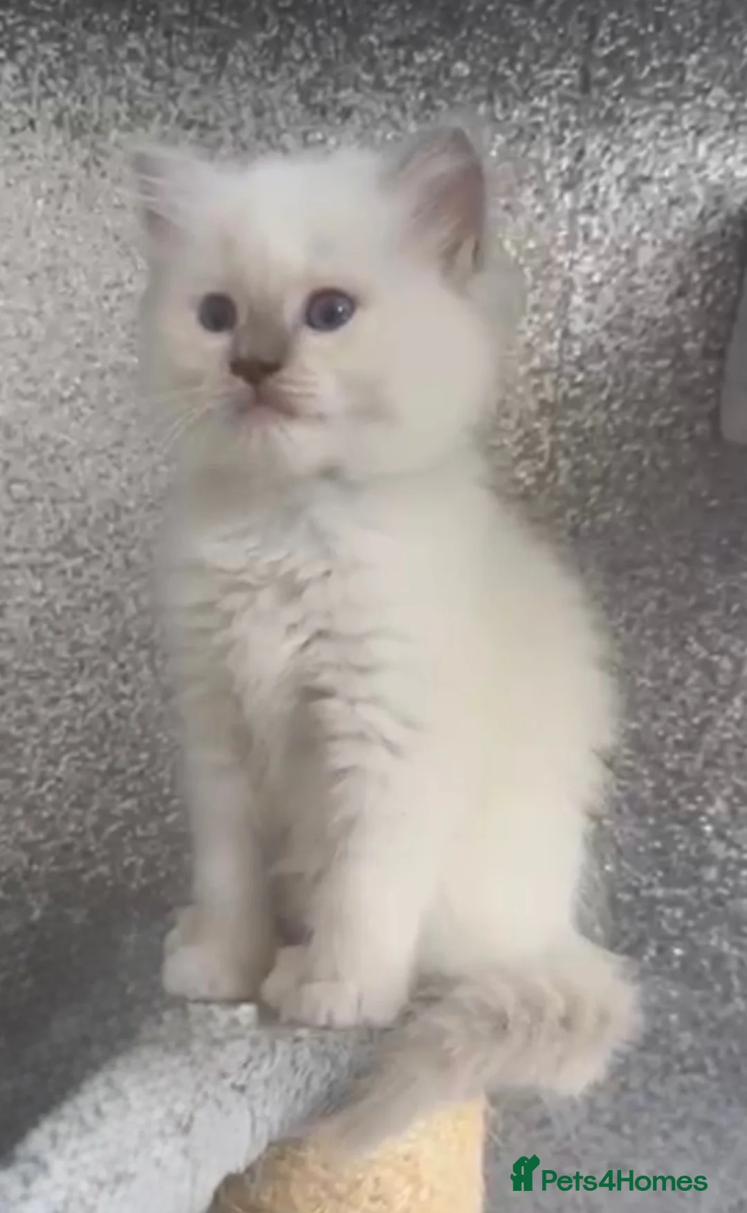 Ragdoll cats for sale: Pedigree boys and girls  - Advert 1